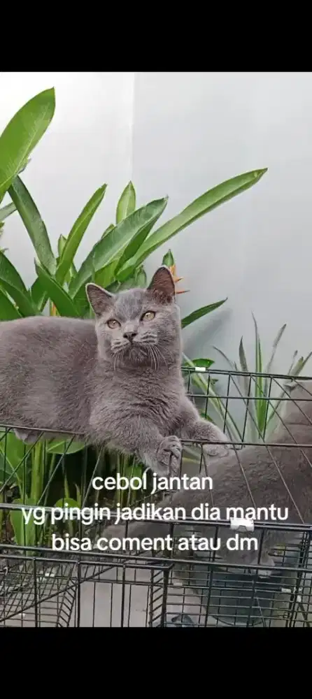 BSH Munchkin blue solid jantan