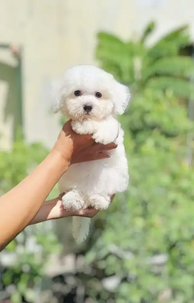Bichon frise betina 2 bln