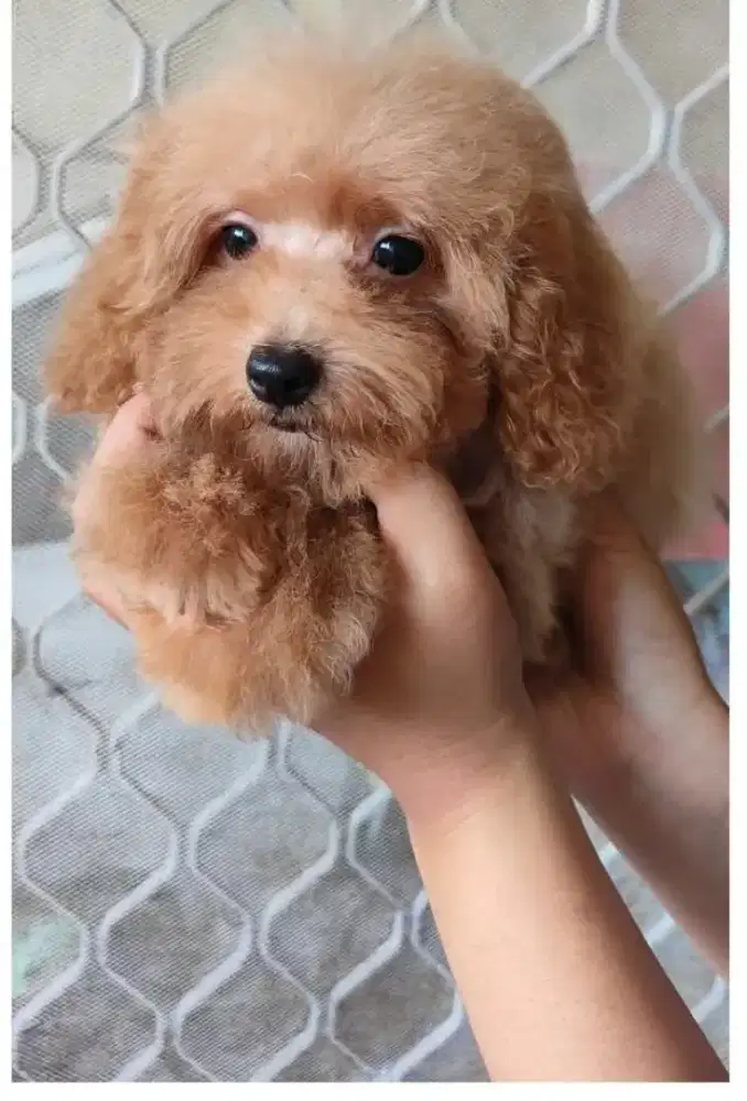 Dijual toy poodle jantan