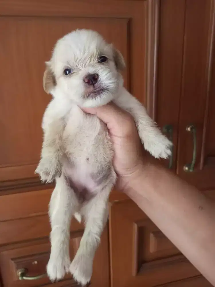 SHIPOM / SHIHTZU MIX POM
