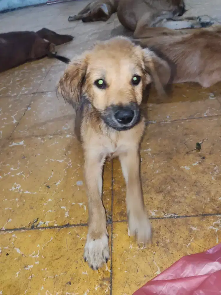 Anak anjing jantan dan betina