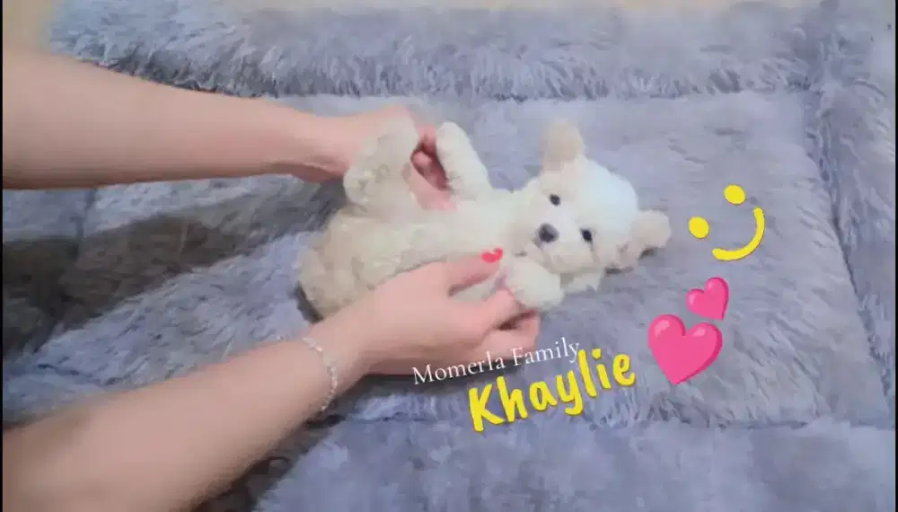 Poodle full white n party betina cantik