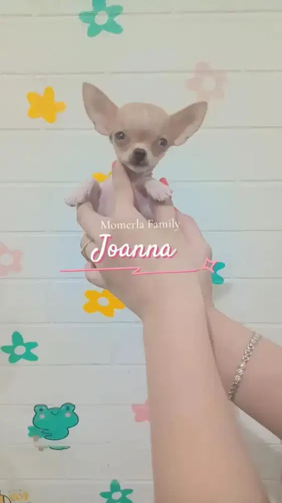 Chihuahua betina super mungil