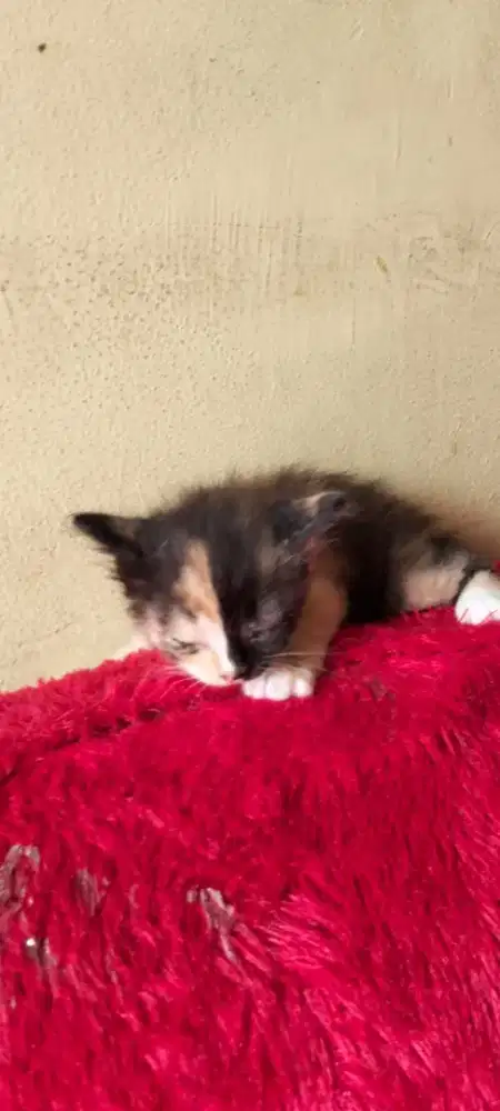 Kitten Anggora Calico 3 warna