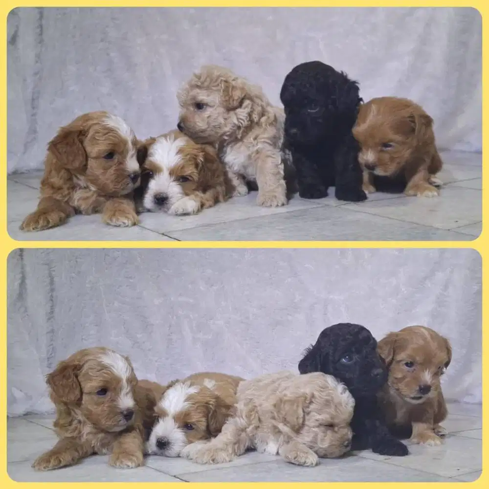 Anak anjing mix-breed (maltipoo+shihpoo), tgl lahir 5 Sept 2025
