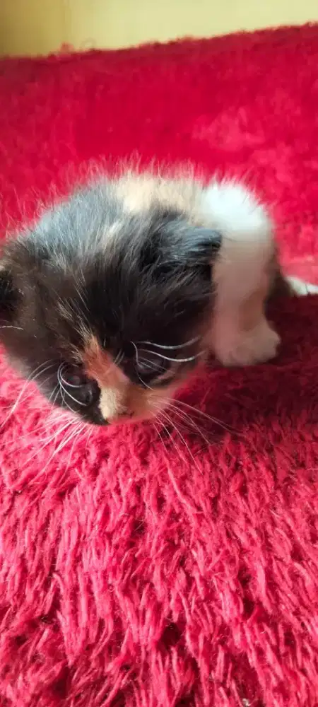 Kitten Anggora Calico 3 warna
