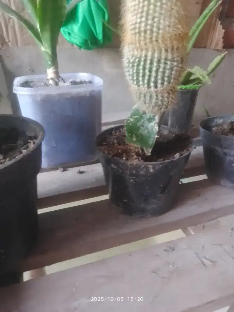 3 Kaktus mini 80 ribu