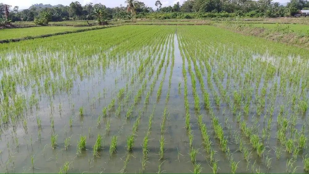 JUAL SAWAH CEPAT