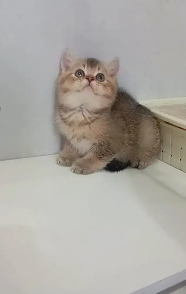BRITISH SHORTHAIR/BSH GOLDEN
