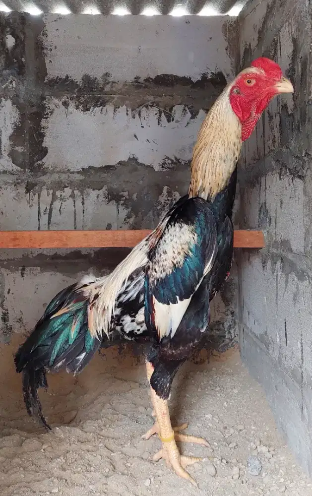 Ayam Jago Shamo Eropa Line Zuchter Original