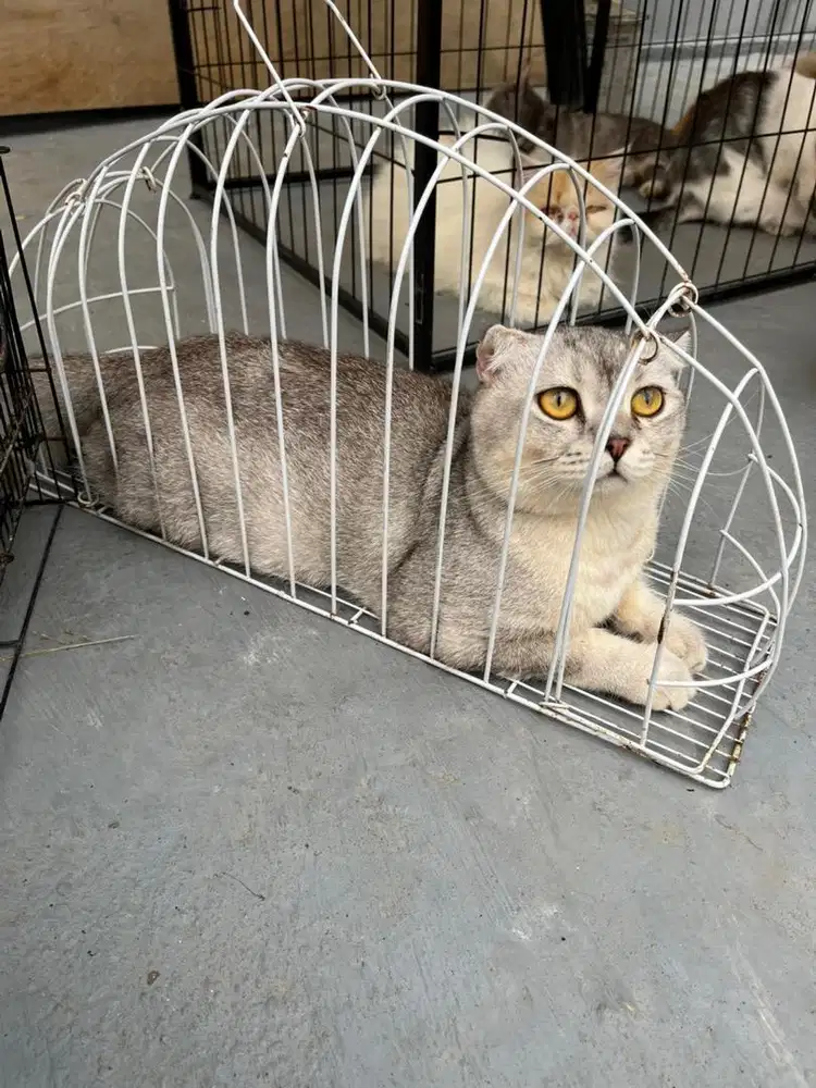 Sf triple fold silver jantan jago kawin