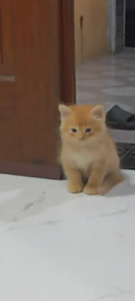Anak kucing mix