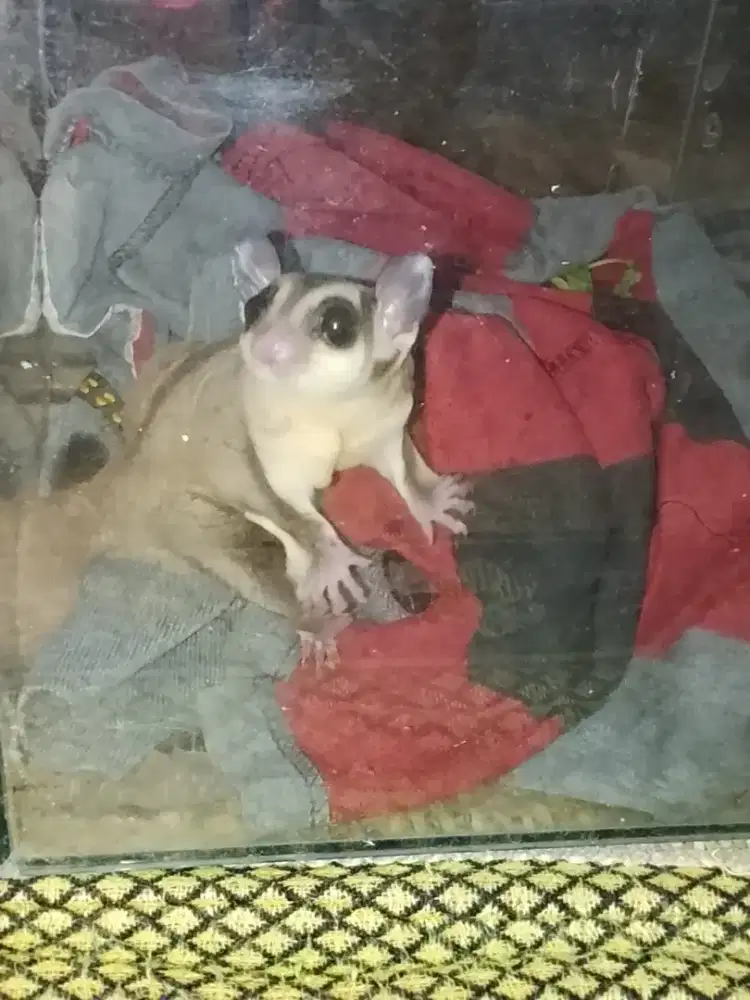 Di jual tupai terbang