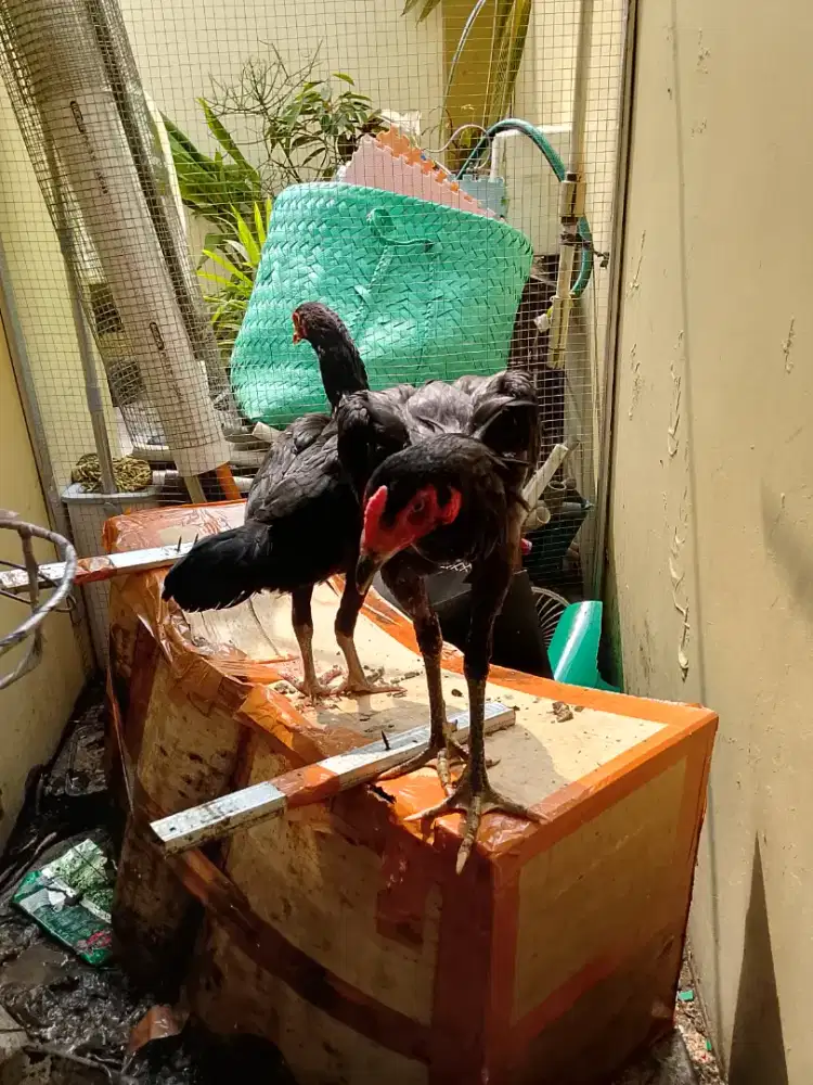 Ayam pakhoy sepasang