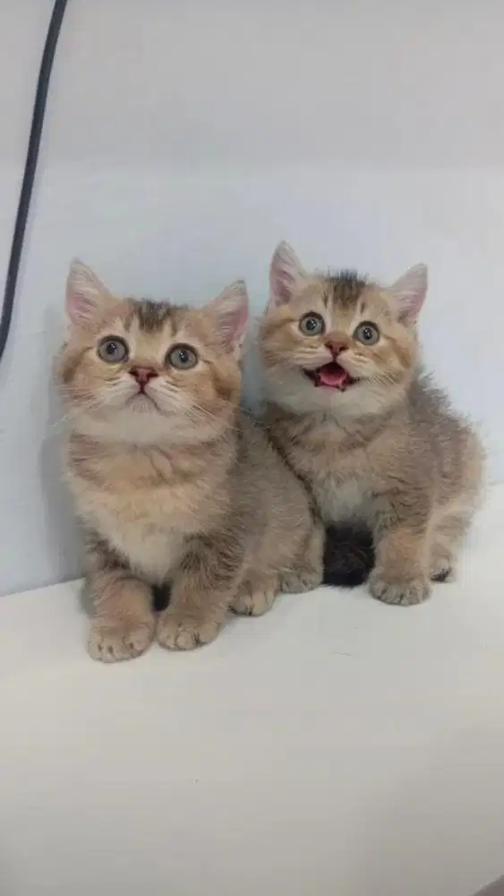 Bsh / british shorthair golden