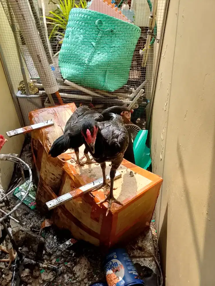 Sepasang ayam pakhoy