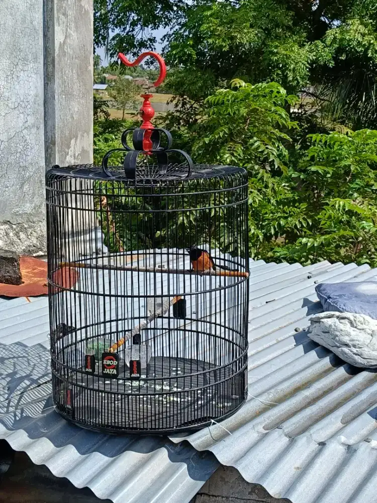 Burung murai batu Cari tukar sama masteran yang setara