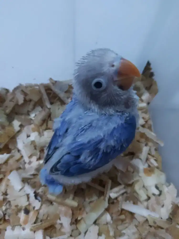 Burung lovebird lolohan biola violet