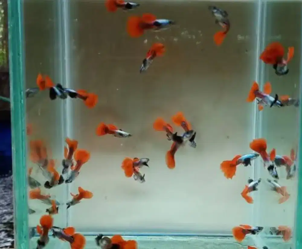 Guppy PRTDE indukan