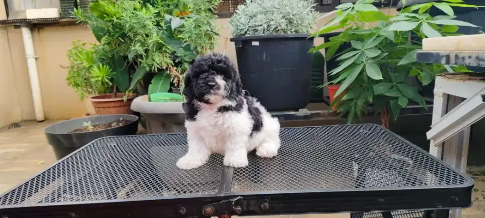 Poodle party cute