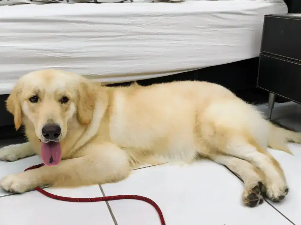Anjing golden Retriever sertifikasi FCI