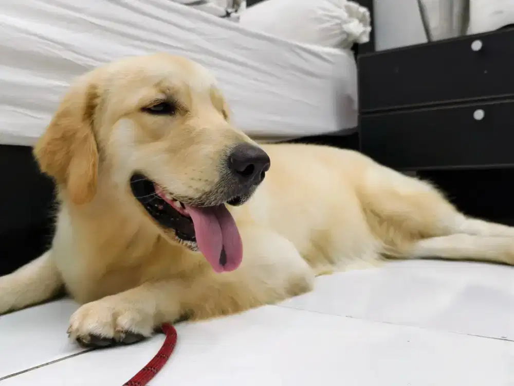 Anjing golden Retriever sertifikasi FCI