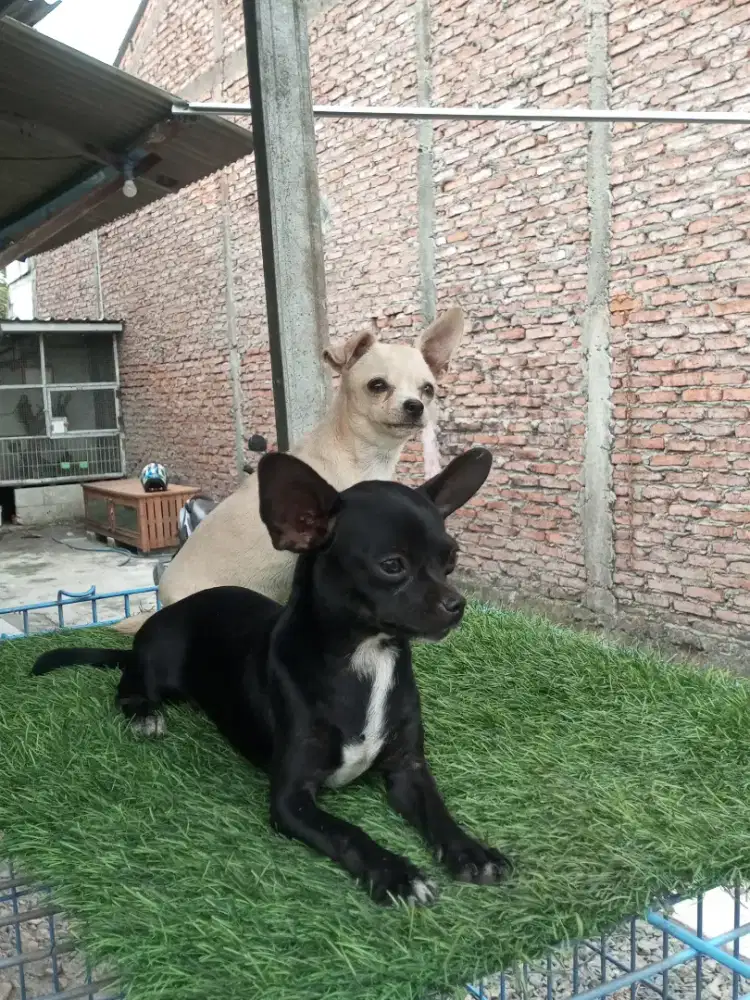 CHIHUAHUA RAS KECIL