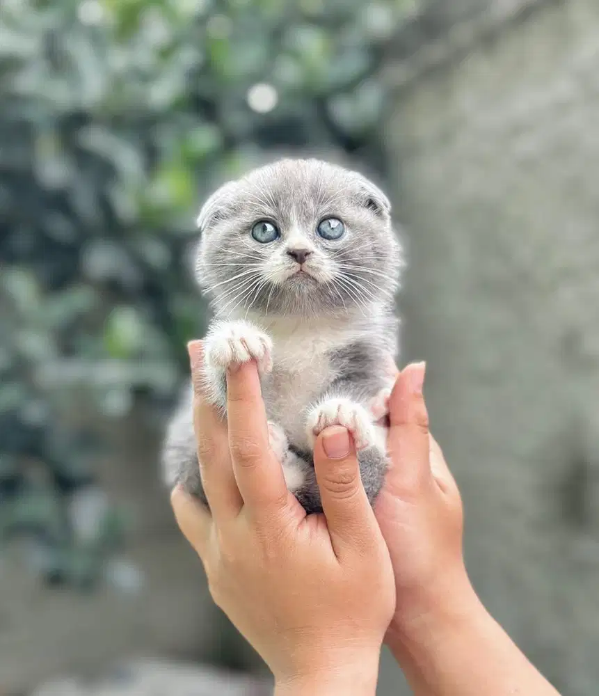 Scootish fold kitten