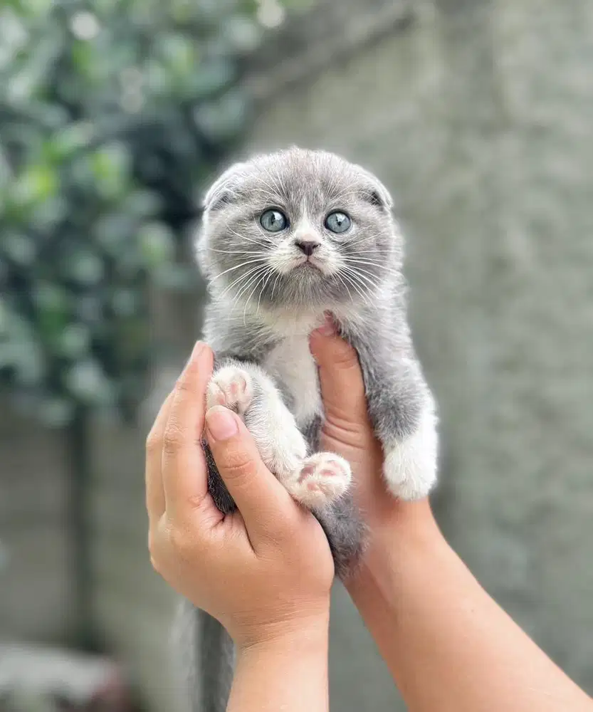 Kitten Scootish fold