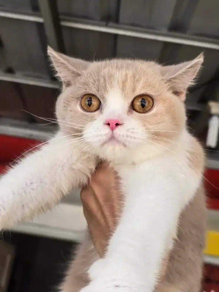 Kucing british shorthair bsh calico fawn