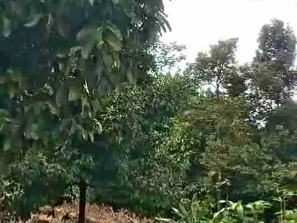 jual tanah murah LT 12650m, girik,  jln desa