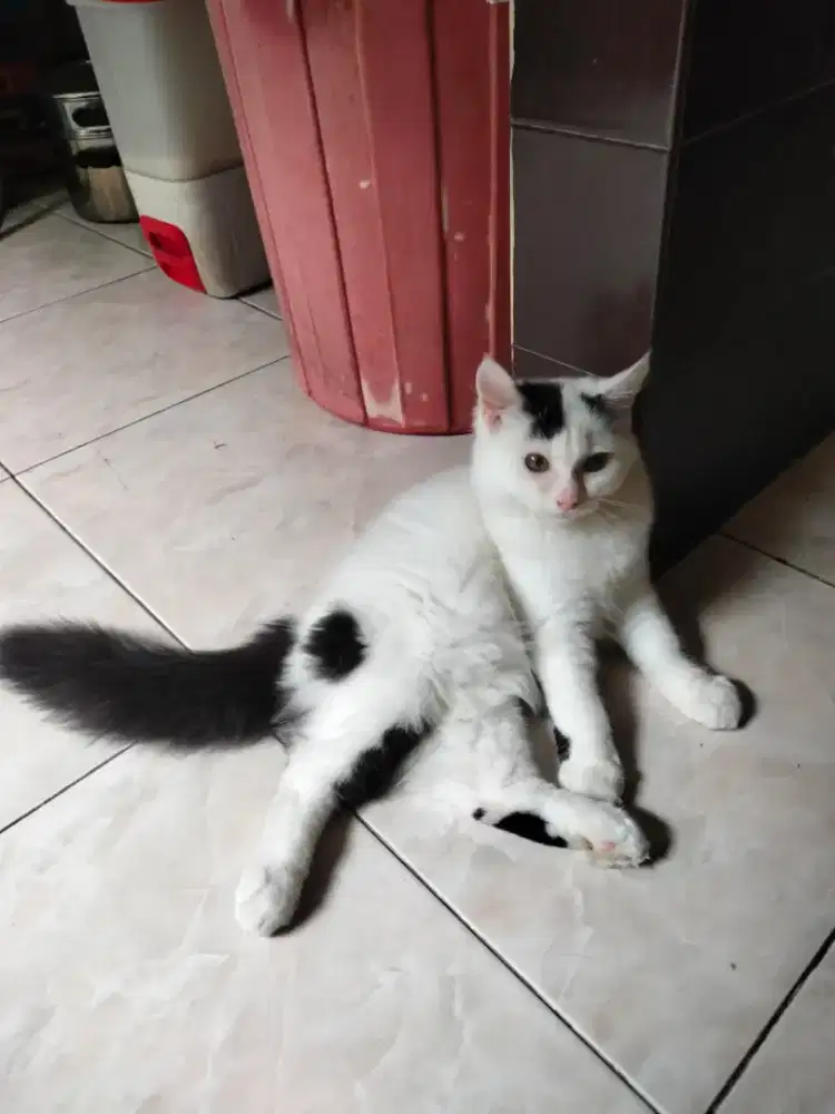 adopt kucing kitten