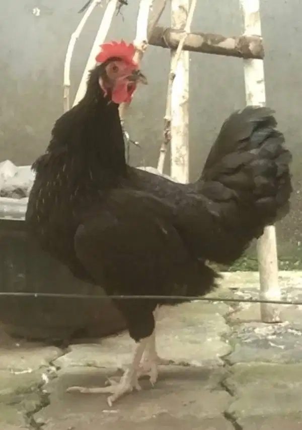 Ayam ketawa betina