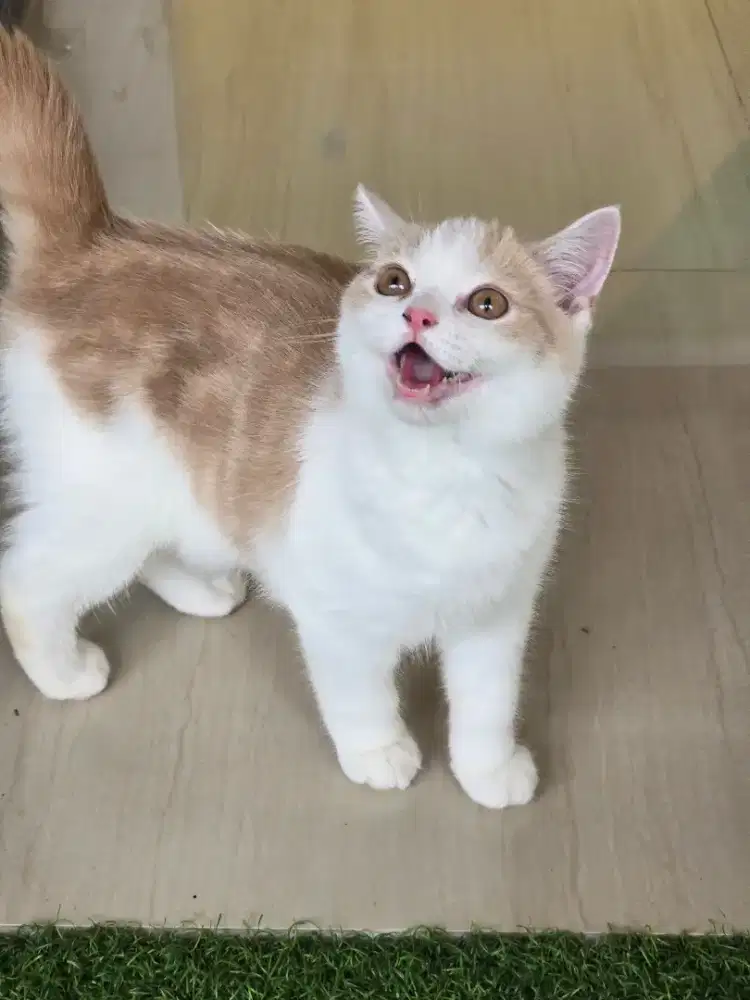 Kucing british shorthair bsh british shorthair