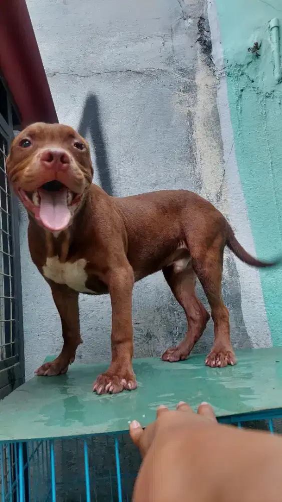 Puppies pitbull