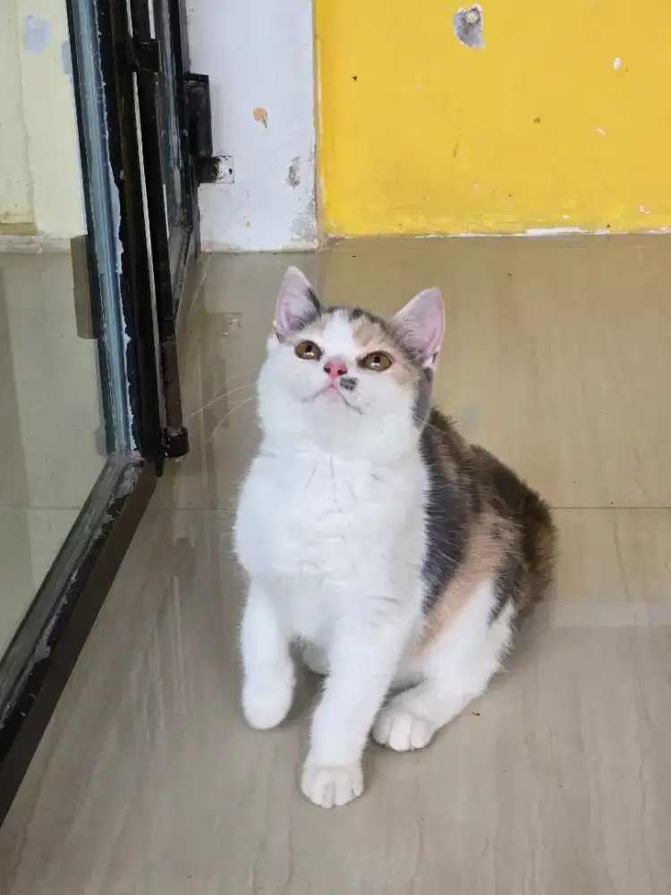 Kucing british shorthair bsh british shorthair