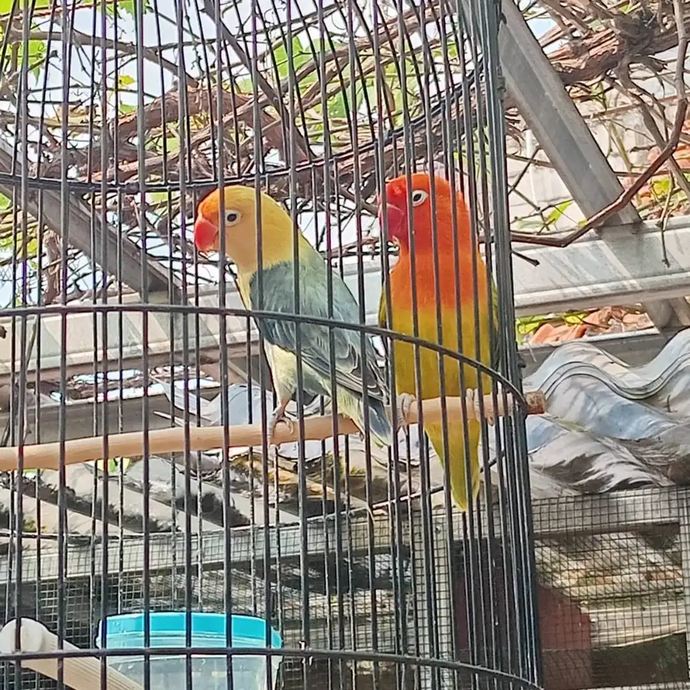 Burung lovebird warna
