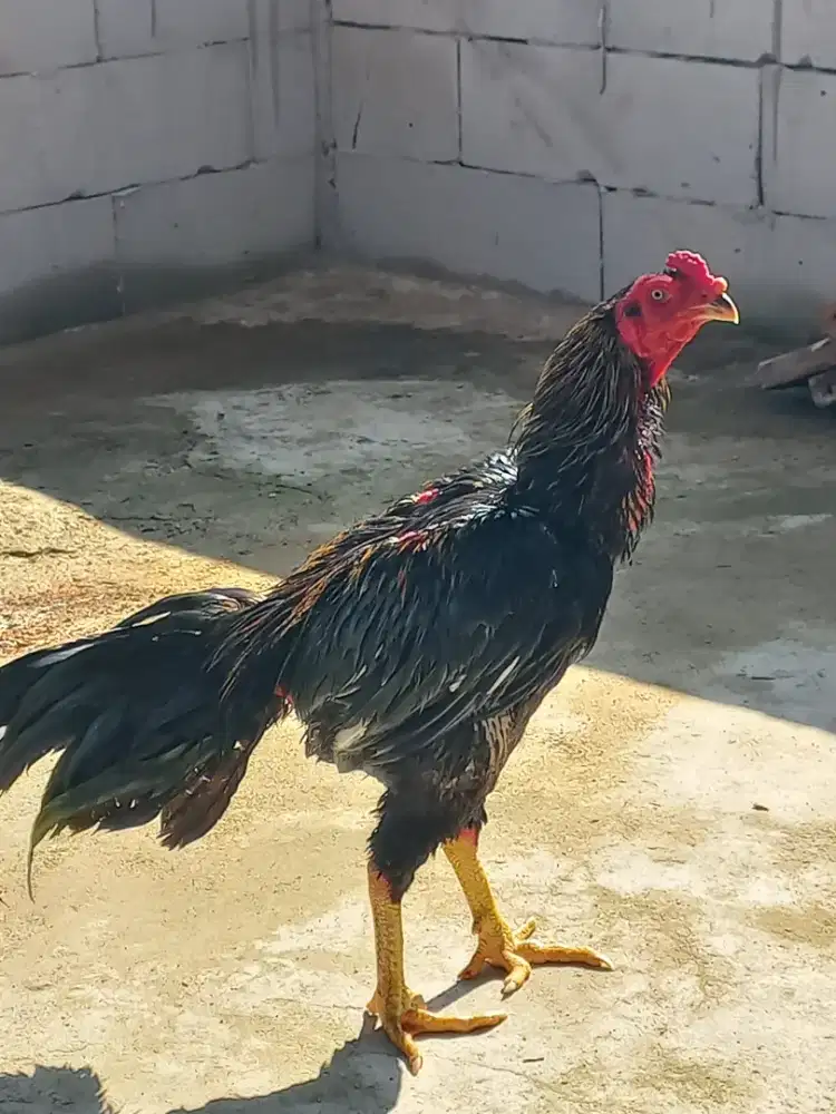 Jual ayam bangkok
