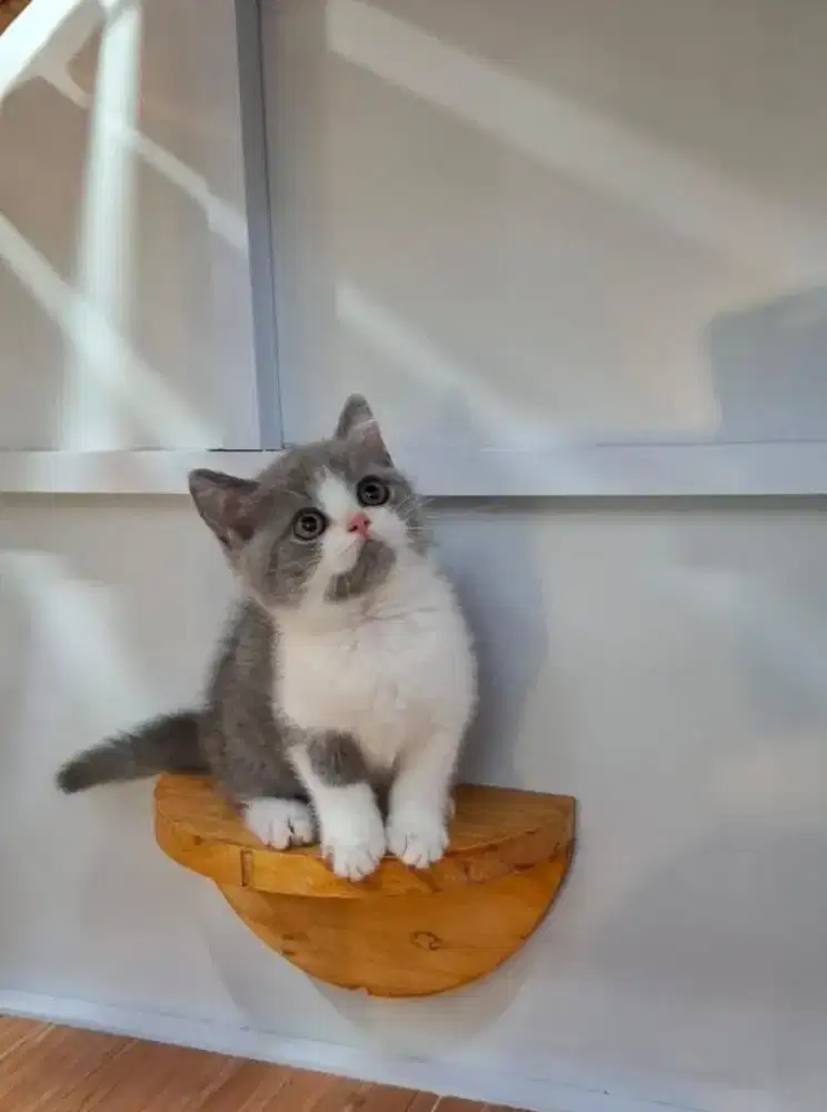 Kucing british shorthair bsh british shorthair