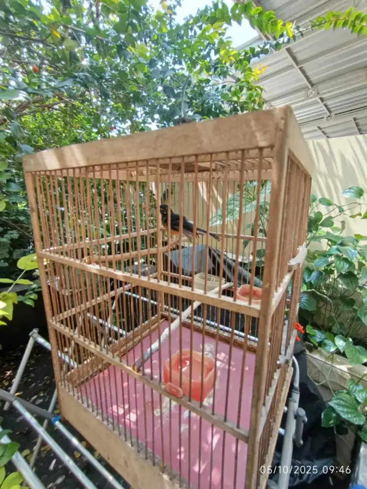Burung murai batu trotolan