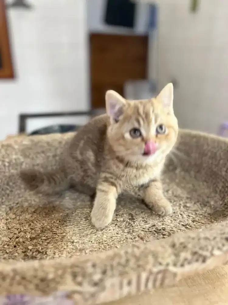 Kucing british shorthair bsh british shorthair