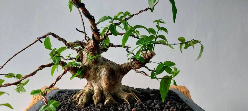 Bonsai Anting Putri