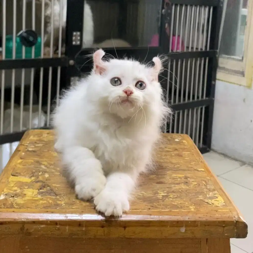 Kitten Munchkin non standar