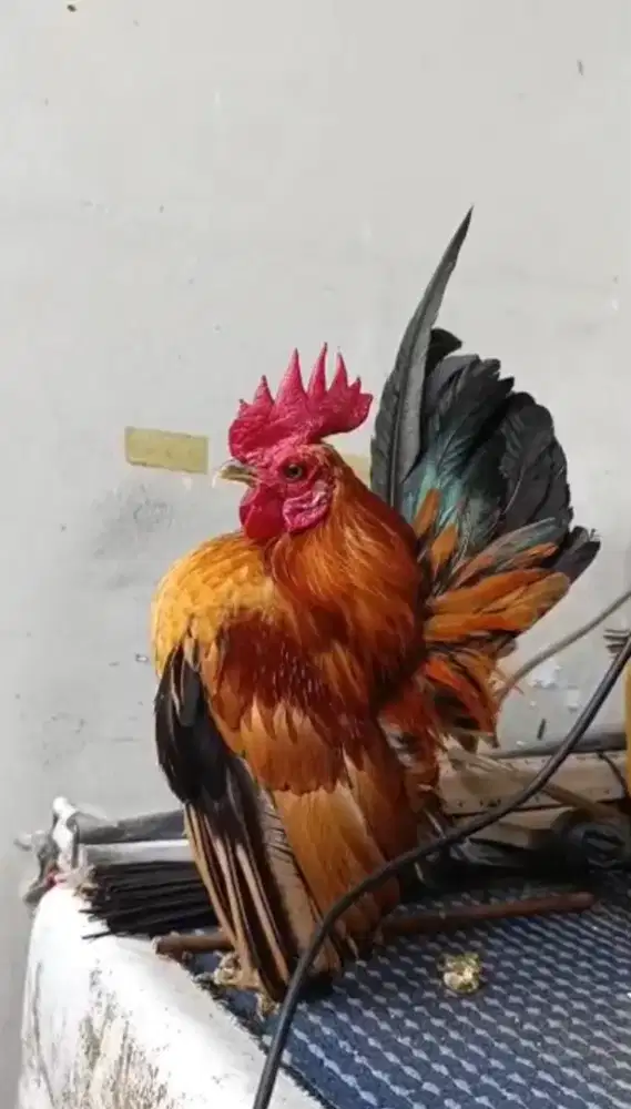 Ayam Serama mini dewasa sepasang