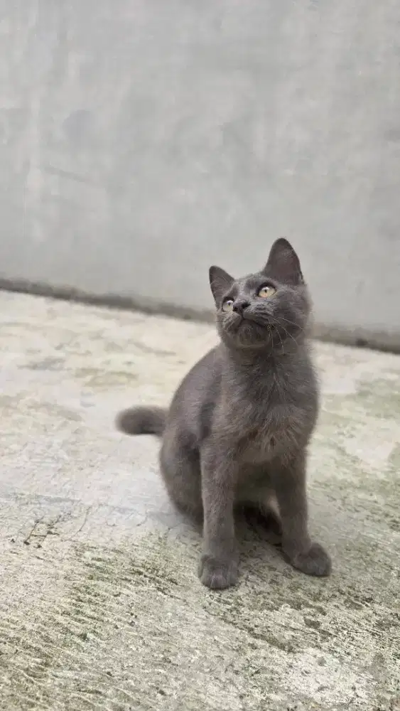 Lepas Adopt Kitten lucu, aktif dan friendly