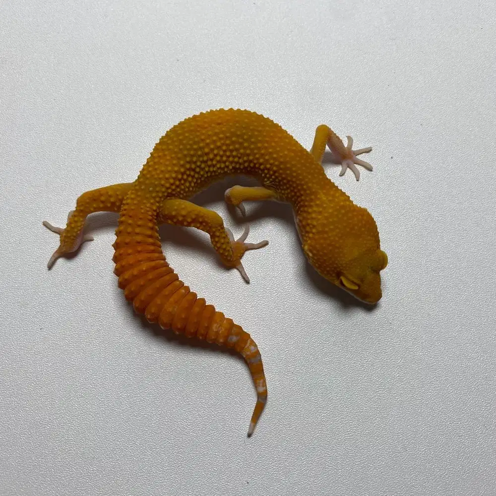 Gecko Sunglow Betina