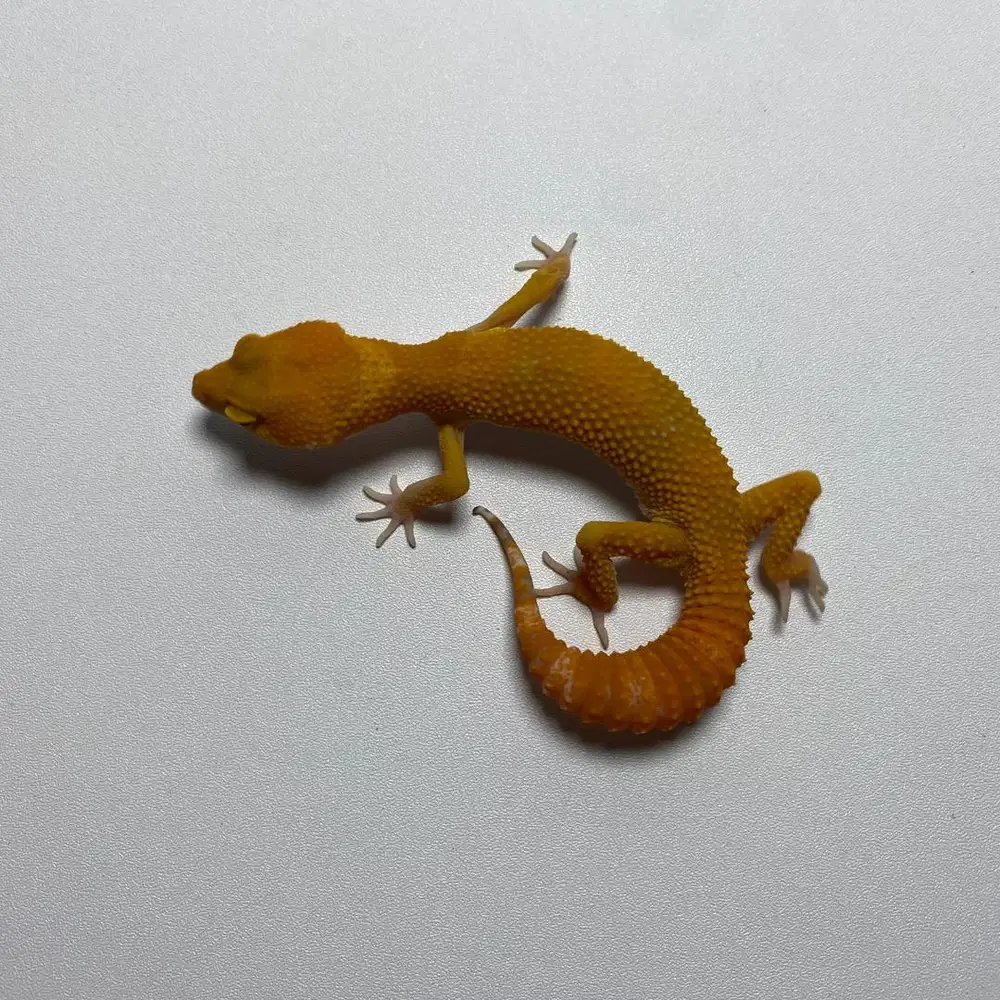 Gecko Sunglow Jantan