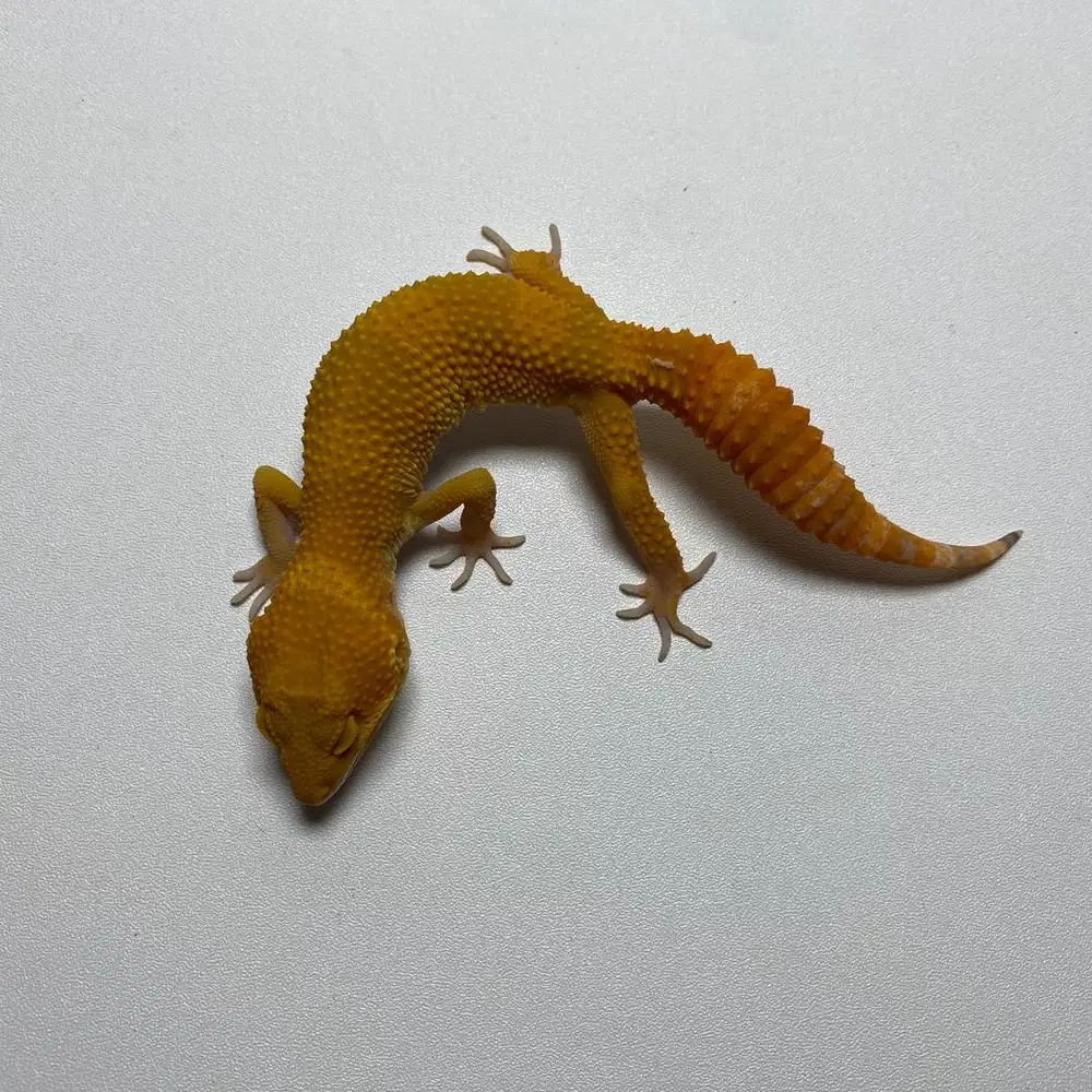 Gecko Sunglow Jantan