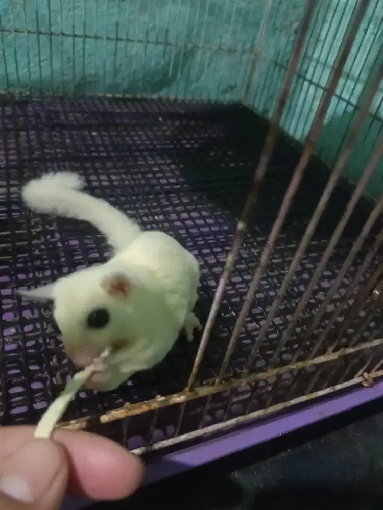 SUGAR GLIDER LEUCISTIC