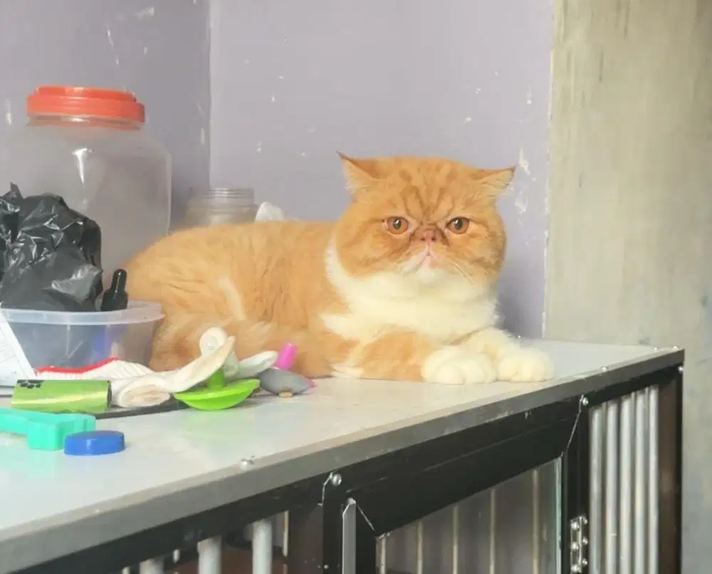 Pacak kucing exotic line ped